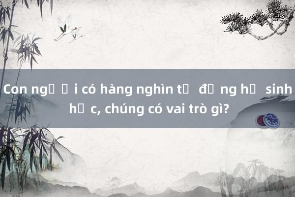 Con người có hàng nghìn tỉ đồng hồ sinh học， chúng có vai trò gì?